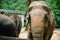 Portrait cute big elephant looking to camera in Thailand zoo