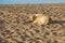 Portrait of cute big yellow mongrel dog relaxing at sandy summer beach outdoors