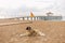 Portrait of cute big yellow mongrel dog relaxing at sandy summer beach outdoors