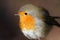 Portrait of a cute bird Robin closeup