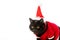 portrait of cute black british shorthair cat in christmas vest and hat