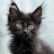 Portrait of a cute black LaPerm kitten looking forward. Closeup face of an adorable LaPerm kitty at home. Portrait of a little cat