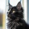 Portrait of a cute black Maine Coon kitten looking out the window. Closeup face of an adorable Maine Coon kitty at home. Portrait