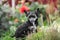 Portrait of cute black powderpuff chinese crested dog in tha yard. Image of lovely fluffy puppy