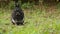 Portrait of cute black rabbit