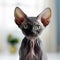 Portrait of a cute black Sphynx kitten looking at the camera. Closeup face of an adorable small Sphynx kitty at home. Portrait of