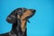 Portrait of cute black and tun dachshund, looking up, with attentive and clever eyes