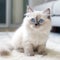 Portrait of a cute blue point Himalayan kitten looking forward. Portrait of an adorable Himalayan kitty with colorpoint fur