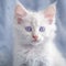 Portrait of a cute blue point LaPerm kitten looking at the camera. Closeup face of an adorable LaPerm kitty at home. Portrait of a