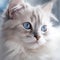 Portrait of a cute blue point LaPerm kitten looking to the side. Closeup face of an adorable LaPerm kitty at home. Portrait of a