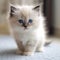 Portrait of a cute blue point Ragdoll kitten looking at the camera. Portrait of an adorable blue Ragdoll kitty with thick fur