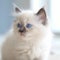 Portrait of a cute blue Ragdoll kitten looking to the side. Closeup face of an adorable blue point Ragdoll kitty at home. Portrait