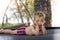 Portrait of cute bored little caucasian funny sad blond toddler boy lying inside big black trampoline at home backyard