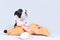 Portrait of a cute Boston Terrier puppy that lies on a mouse toy isolated on a gray background