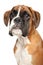 Portrait of cute Boxer dog puppy