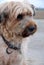 Portrait of a cute briard, a french shepherd dog