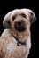 Portrait of a cute briard, a french shepherd dog