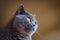 Portrait of cute british shorthair cat