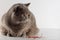 Portrait cute British Shorthair Cat with bright orange eyes lying and look down on white background