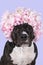 Portrait of a cute brown American Staffordshire terrier  amstaff  sitting sith a flower hat on her head in a lilac b ackground