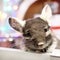 Portrait of cute brown chinchilla on a background of Christmas decorations and Christmas lights.