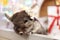 Portrait of cute brown chinchilla on a background of Christmas decorations and Christmas lights.