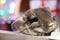 Portrait of cute brown chinchilla on a background of Christmas decorations and Christmas lights.