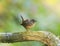 Portrait of a cute brown funny bird Wren standing in a Park on a