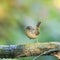 Portrait of a cute brown funny bird Wren standing in a Park on a