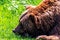 A portrait of a cute brown grizzly bear lying with its head and nose in grass relaxing and being lazy. The furry mammal is a