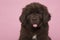 Portrait of a cute brown Newfoundland dog puppy looking at the camera on a pink background