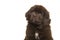 Portrait of a cute brown Newfoundland dog puppy on a white background