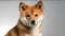 Portrait of cute brown orange white Shiba Inu dog puppies pose and look at the camera, studio shot, isolated on gray background