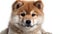 Portrait of cute brown orange white Shiba Inu dog puppies pose and look at the camera, studio shot, isolated on gray background