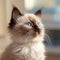 Portrait of a cute brown Ragdoll kitten looking out the window. Closeup face of an adorable chocolate Ragdoll kitty at home.