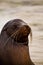 Portrait of cute brown sea lion in San Cristobal