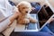 Portrait of a Cute brown toy poodle with his young woman owner at home. Using laptop. daytime, indoors