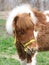 Portrait in cute brown white baby pony in spring pasture