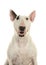 Portrait of a cute bull terrier looking at camera and drooling a