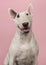 Portrait of a cute bull terrier looking at the camera on a pink