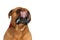 Portrait of cute bullmastiff dog with tongue out drooling and wearing bowtie