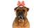 Portrait of cute bullmastiff pup with pink bow headband drooling