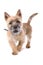 Portrait of cute cairn terrier puppy