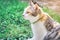 Portrait of cute calico parti-colour thai cat with yellow eyes looking at the camera with suspicion. Green grass background. Surpr