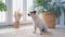 Portrait of a cute calm Jack Russell dog sitting on a mat near a large window with green plants