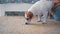 Portrait of a cute calm Jack Russell dog sitting on a mat near a large window with green plants