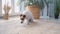 Portrait of a cute calm Jack Russell dog sitting on a mat near a large window with green plants