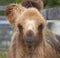 Portrait of a cute camel