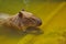 Portrait of a cute capybara