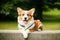 Portrait of a cute Cardigan Welsh Corgi dog standing in the park. Generative AI